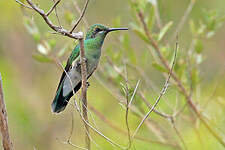 Colibri à ventre blanc