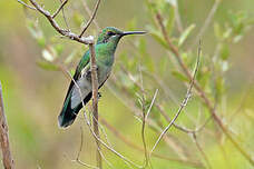 Colibri à ventre blanc