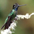 Colibri admirable