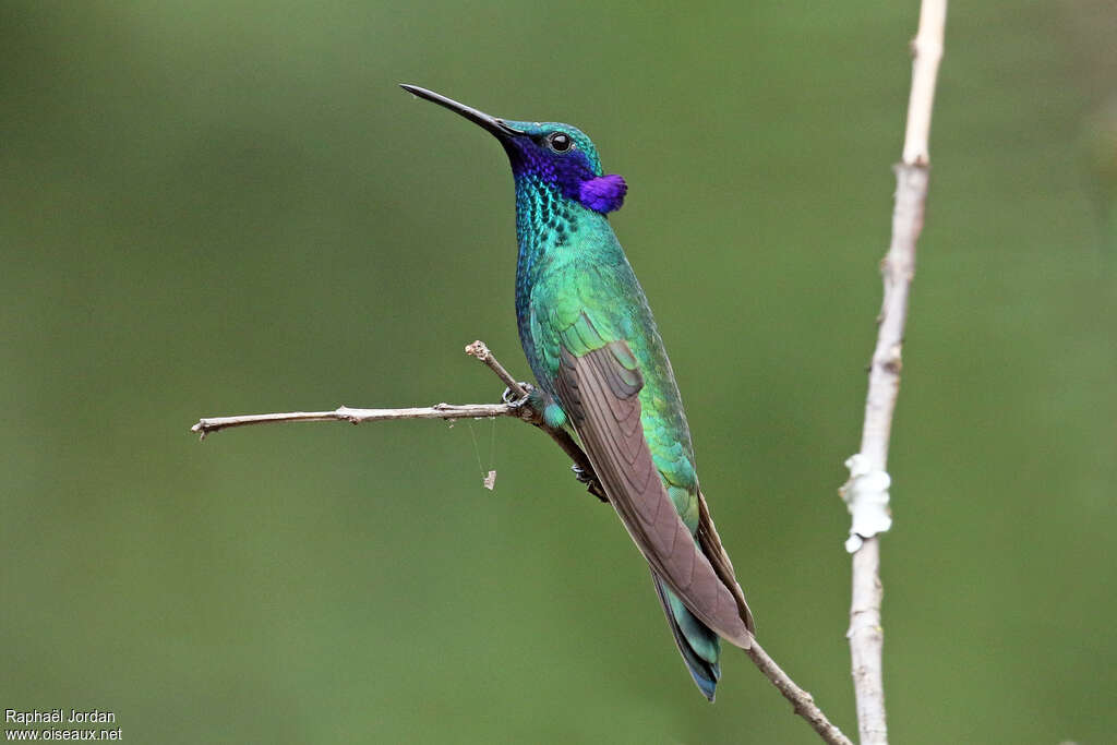 Colibri anaïsadulte nuptial, pigmentation, Comportement