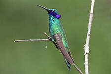 Colibri anaïs