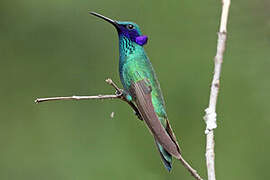 Sparkling Violetear