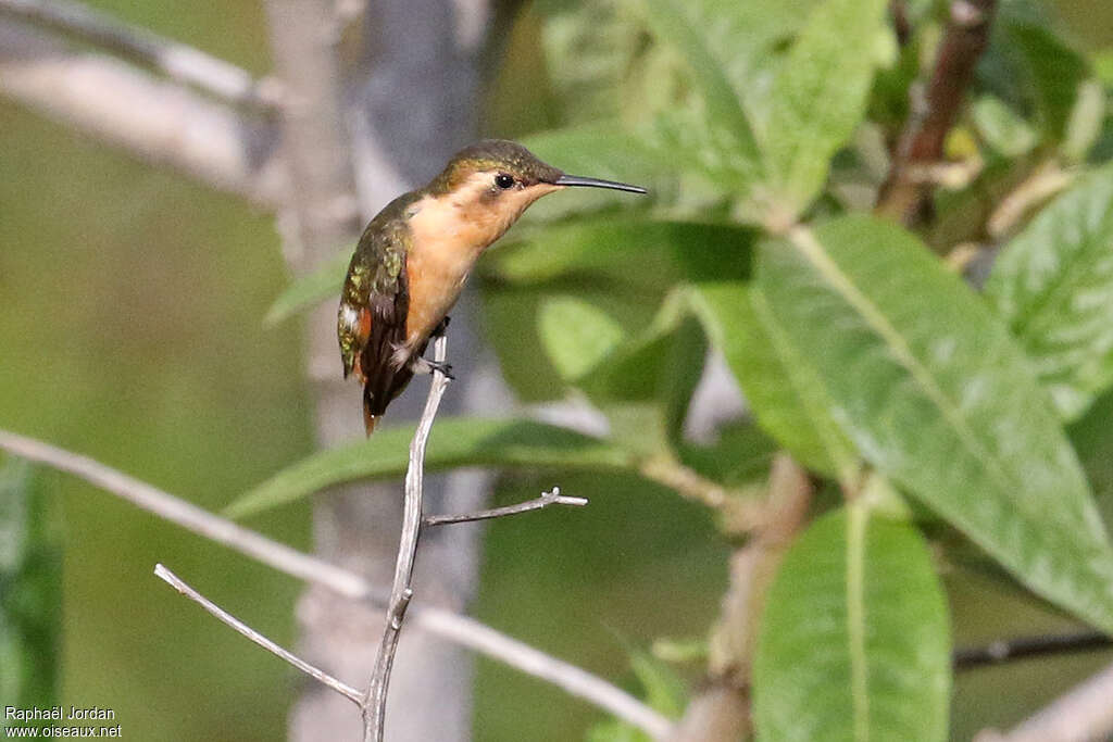 Little Woodstar female adult, identification