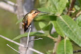 Colibri bourdon