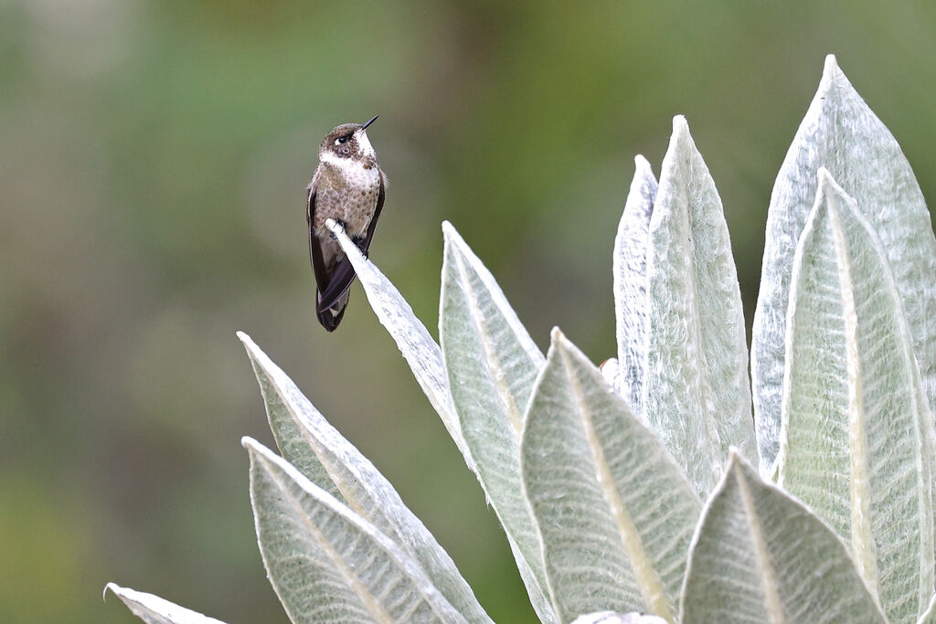 Colibri casqué