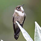 Colibri casqué