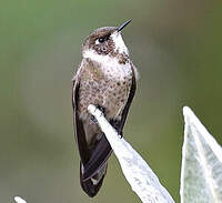 Colibri casqué