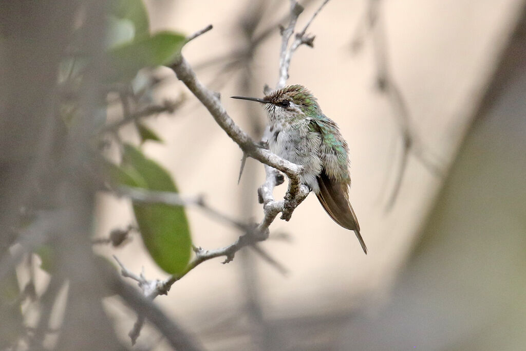 Colibri cora mâle immature