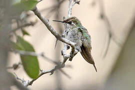 Peruvian Sheartail