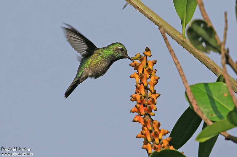 Emerald-chinned Hummingbird male adult, identification