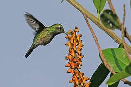 Emerald-chinned Hummingbird