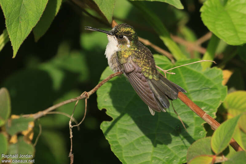 Emerald-chinned Hummingbird female adult, identification