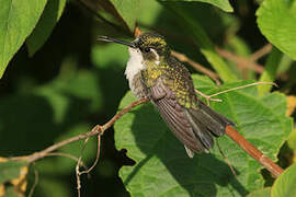 Emerald-chinned Hummingbird