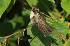 Colibri d'Abeillé