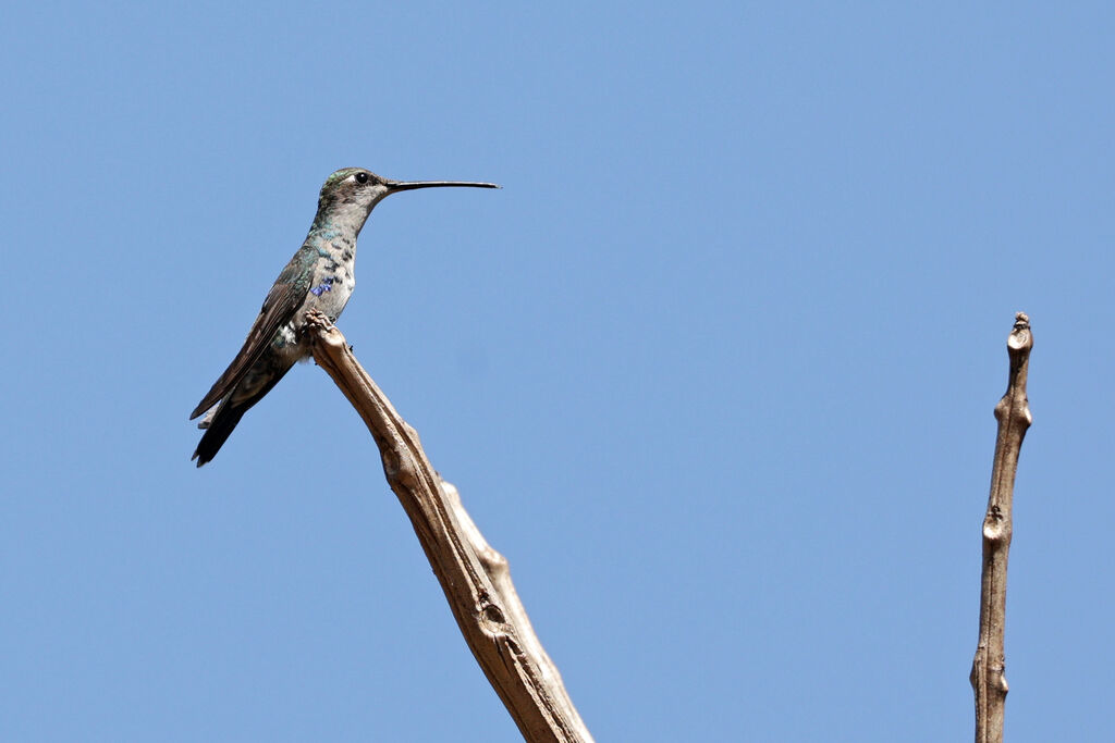 Blue-tufted Starthroat male