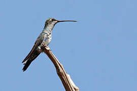 Blue-tufted Starthroat