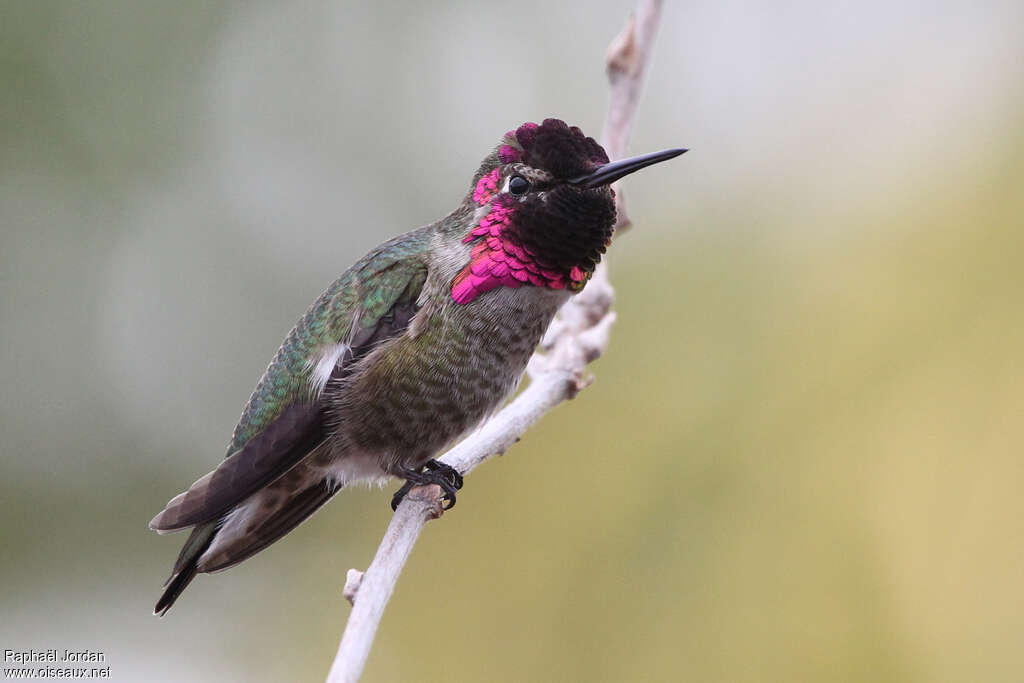 Colibri d'Anna mâle adulte nuptial, identification