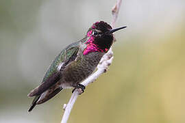 Anna's Hummingbird