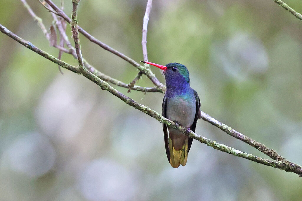Colibri d'Ãlicia mâle, adulte