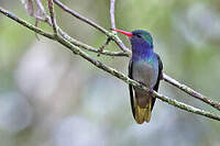 Colibri d'Ãlicia