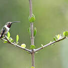 Colibri d'Eliza