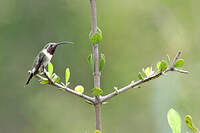 Colibri d'Eliza