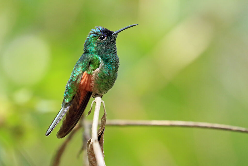 Colibri d'Oaxaca mâle adulte