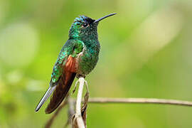 Colibri d'Oaxaca