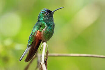 Colibri d'Oaxaca