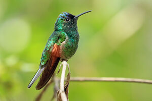 Colibri d'Oaxaca