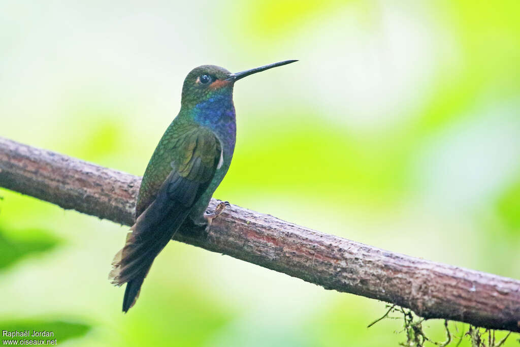 Colibri de Bougueradulte, identification