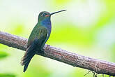 Colibri de Bouguer