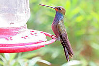 Colibri de Bouguer