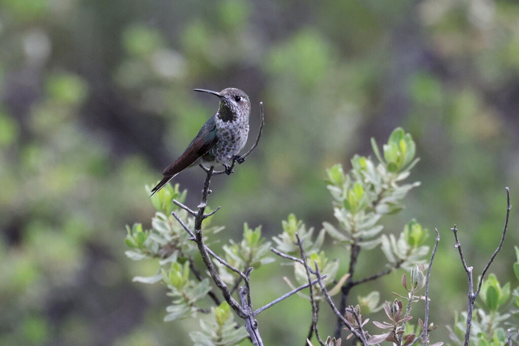 Colibri de Bourcier