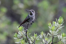 Colibri de Bourcier