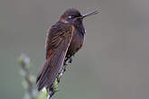 Colibri de Castelnau