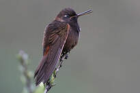 Colibri de Castelnau