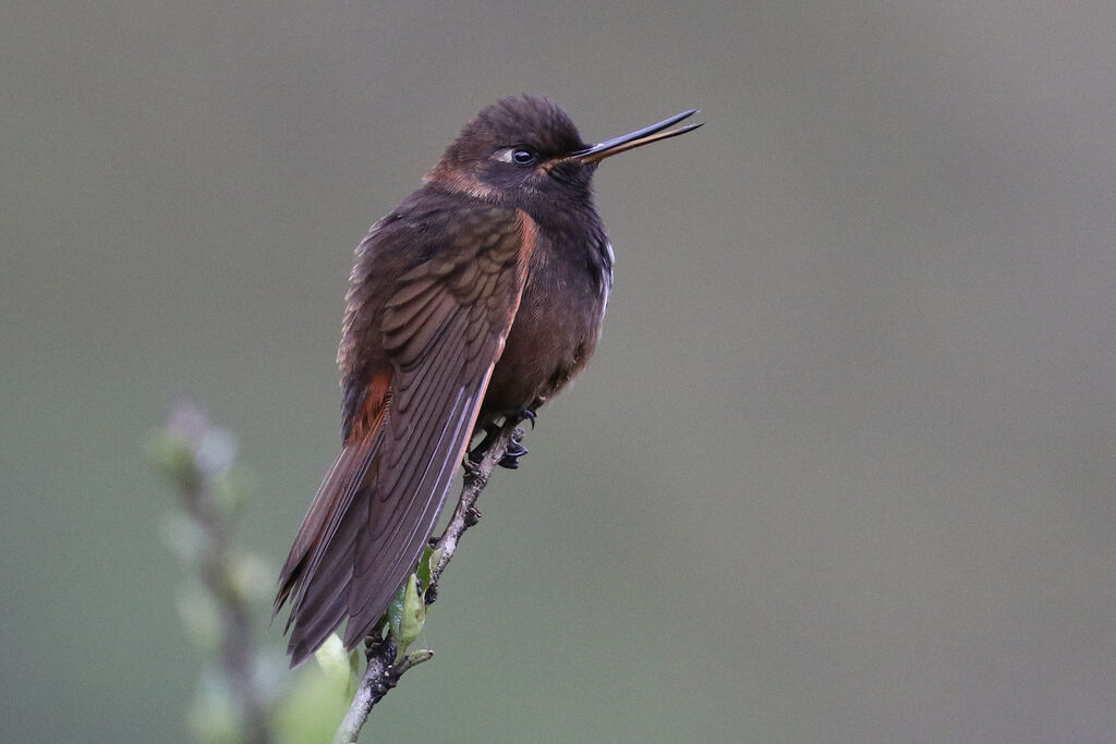 White-tufted Sunbeamadult