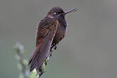 Colibri de Castelneau