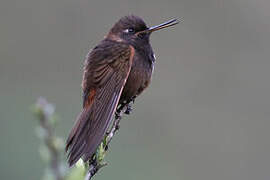 White-tufted Sunbeam