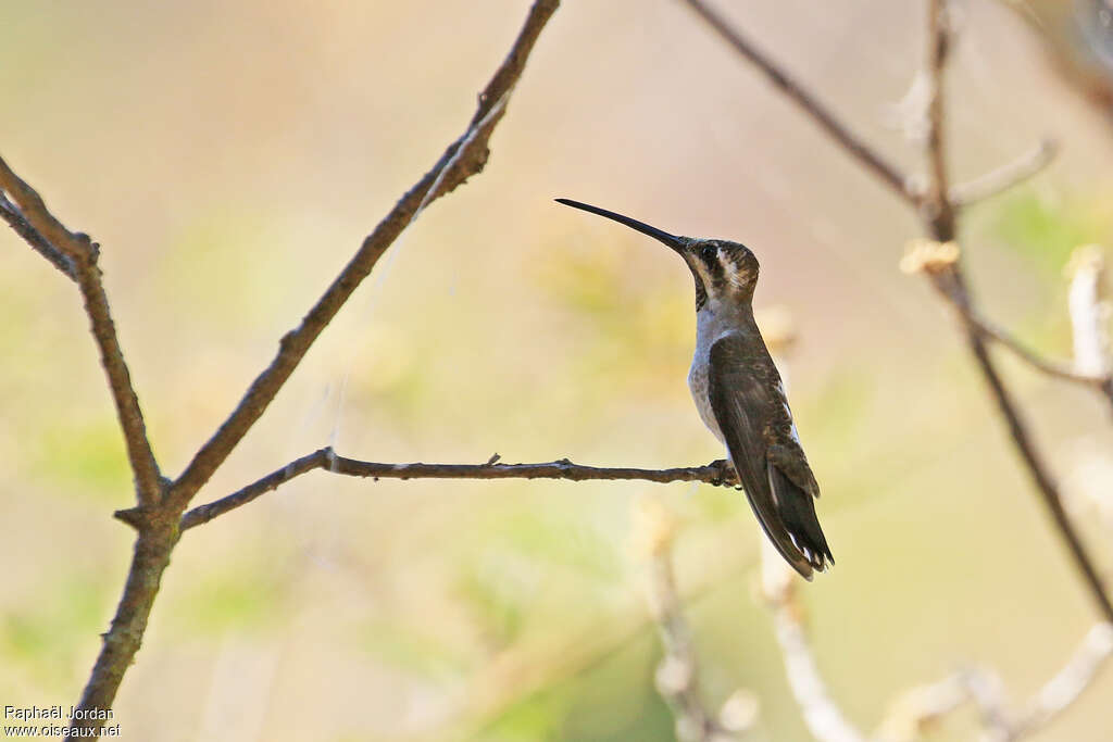 Plain-capped Starthroatadult, identification