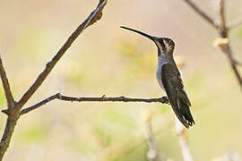 Plain-capped Starthroat