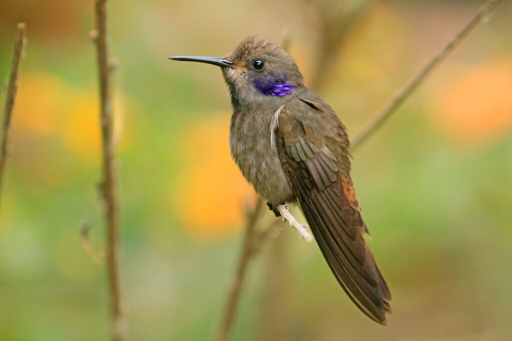 Colibri de Delphineimmature