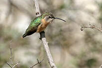 Colibri de Fanny