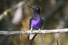 Colibri de Jardine