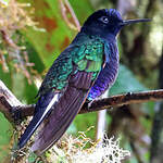 Colibri de Jardine