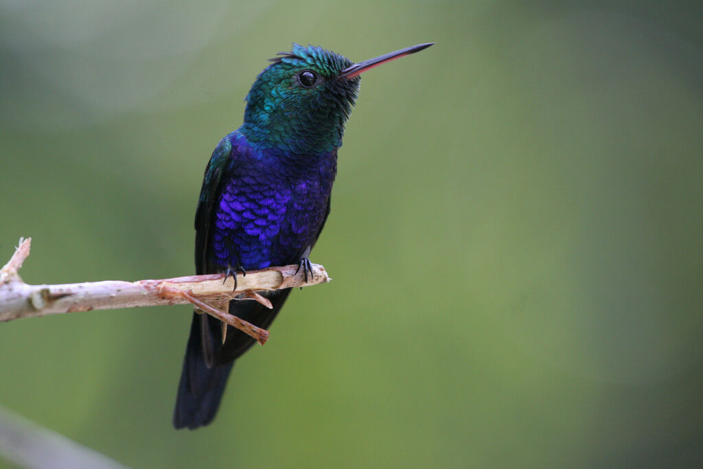 Colibri de Julie mâle adulte