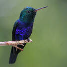 Colibri de Julie
