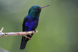 Violet-bellied Hummingbird