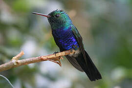 Violet-bellied Hummingbird